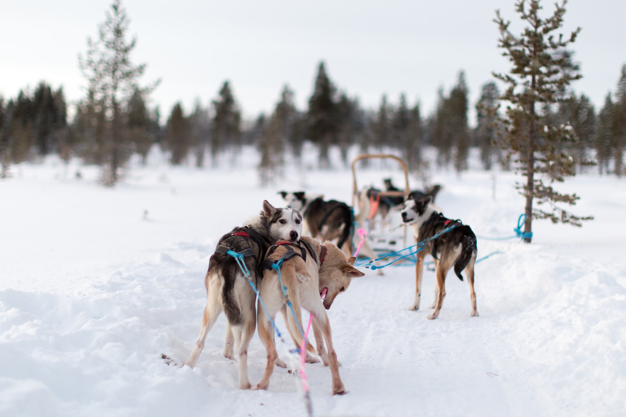 Dog sledge ride